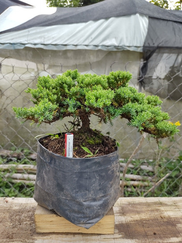 Arbolito Para Bonsai. Junipero Procumbens