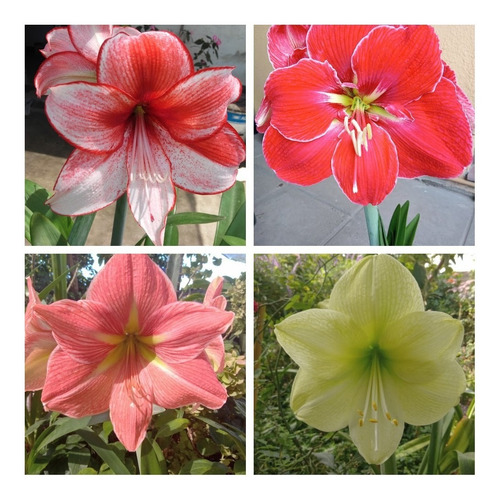 Amaryllis Hippeastrum Semillas X 50 U.