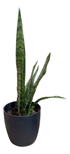 Planta Espada San Jorge Lengua De Suegra 8 Varas Con Maceta