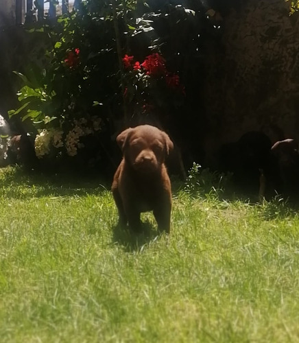 Cachorros Labrador Retriever Chocolate Padres Con Pedigree