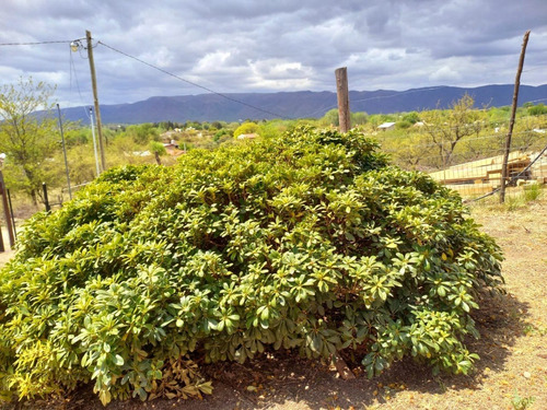 Tu Inversión Para Mudarte A Las Sierras De Córdoba. Complejo De 3 Cabañas En Santa Mónica. 125.000 Dolares.