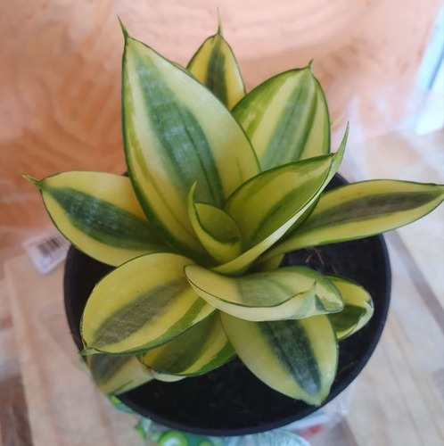 Sansevieria Golden Hahnii P11 - Espadinha Da Sorte