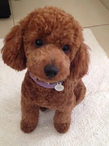 French poodle mini toy cafe chocolate sales