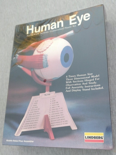 Humman Eye A Escala Ojo Humano Lindberg Anatomically Acurate
