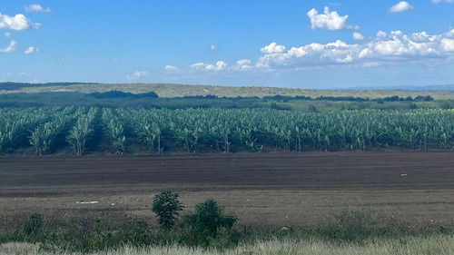 Venta De Terreno Para Banano, En Mao