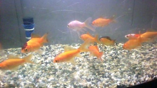 Imagen 2 de 3 de Peces Goldfish