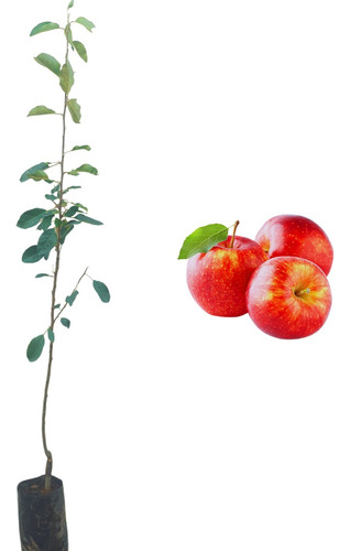 Goiaba Tailand.+acerola Produzindo E Maçã + Pera P/ Produzir