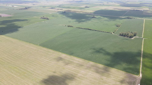 Campo De 200 Has En Pergamino.  Totalmente Agrícola. Zona Núcleo. Oportunidad