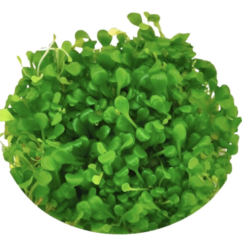Planta Aquática Glossostigma + Monte Carlo 200 Sementes Cada