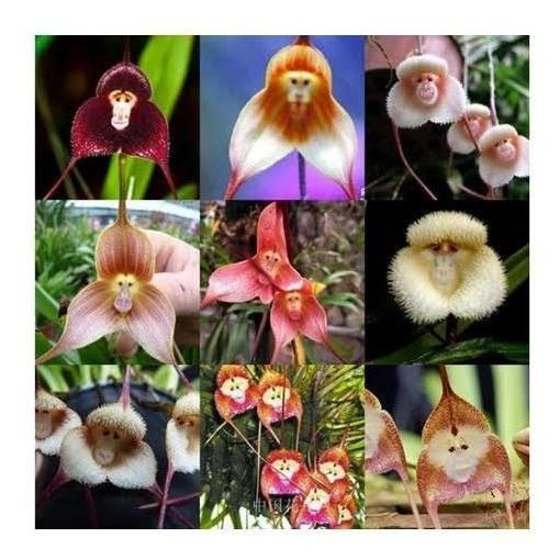 Orquidea Cara De Macaco Muda | MercadoLivre 📦