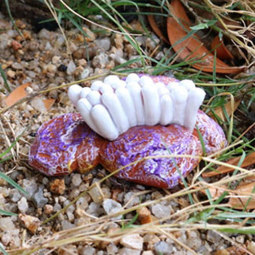 4 Del Ciclo De Vida De Un Pulpo, Insectos Plástico Pulpo