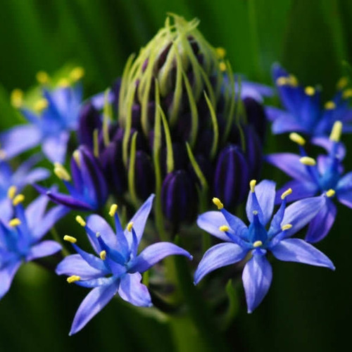 Bulbos De Scilla Peruviana Azul (flor De La Corona) X1 Bulbo
