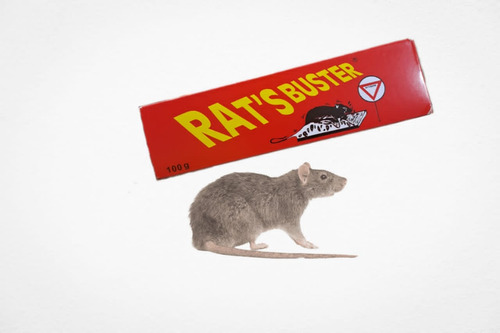 Pega Para Ratones