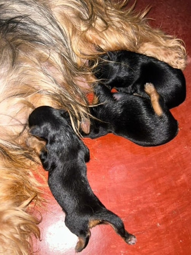 Yorky Hermosos Cachorros Disponibles 