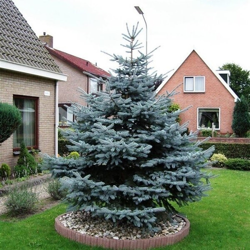 Picea Abies (abeto) Glauca , Pino De Navidad 15lts