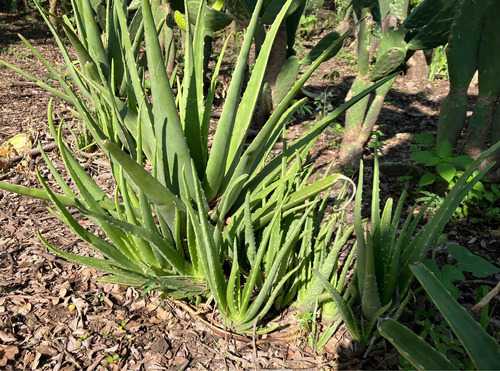 10 Semillas/plantula Sabila Aloe Vera Planta Medicinal 30 Cm