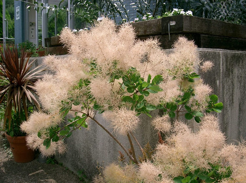 Árbol De Humo - Cotinus Coggygria - Cañuelas