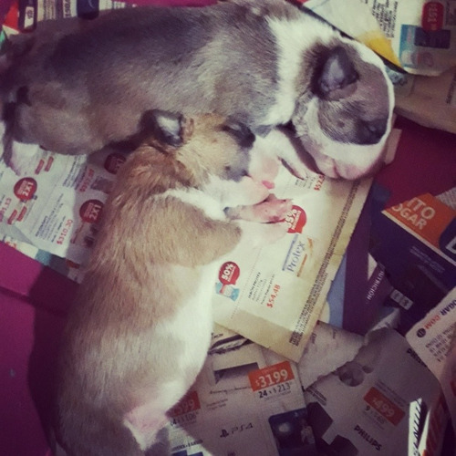 Cachorros Bull Terrier