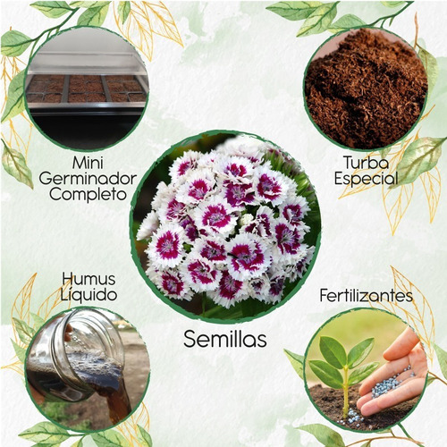 300 Semillas De Dianthus Barbatus + Kit De Germinación Espec