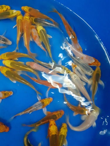 Imagen 6 de 8 de Espectaculares Carpas Koi Ogon Brillantes 9 A 10 Cm