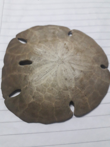 Dolar De Mar / Dolar De Arena / 9 Cm / Caracol / Mar (Usado)