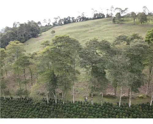 Se Vende Finca Cafetera Génova Quindío