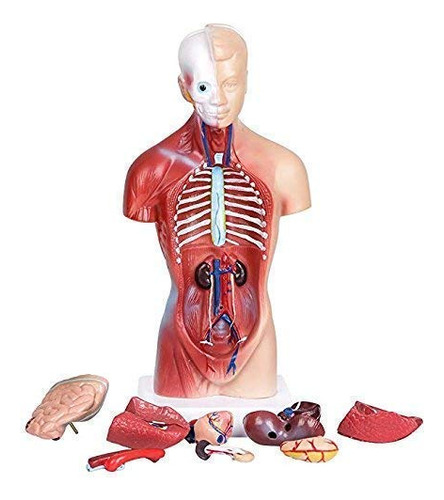 Modelo De Cuerpo De Torso Humano, Anatmico Y Mdico, Rganos I