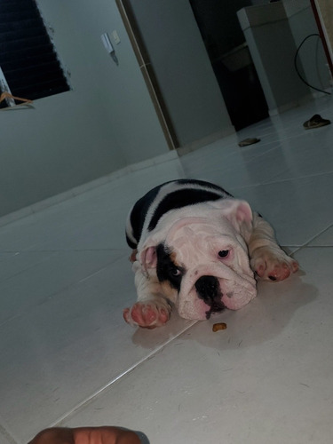 Imagen 4 de 5 de Vendo Bulldog Ingles Hembra 3 Meses De Nacida