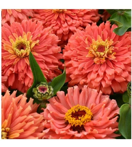 Davids Garden Semillas Flor Zinnia Colores Mixtos Cactus Se