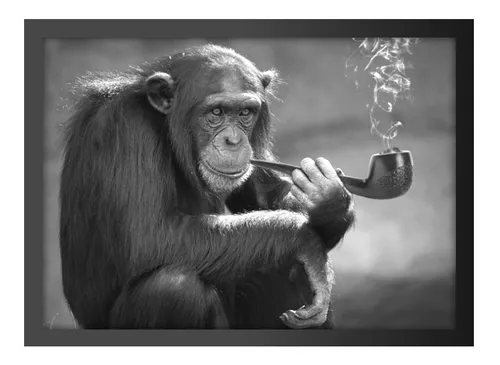 Quadro Decorativo Macaco Chimpanze Arte Abstrata Natureza