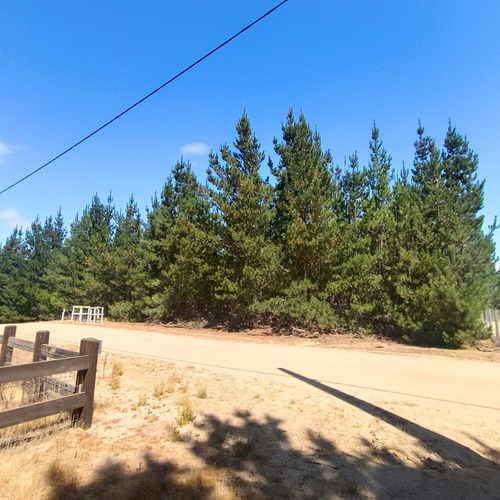 Parcela En Condominio Loma Verde 5.000 M2 Algarrobo