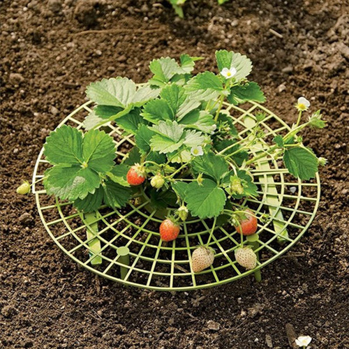 Estante Para Plantar Fresas: Marco De Soporte Para Balcón Y