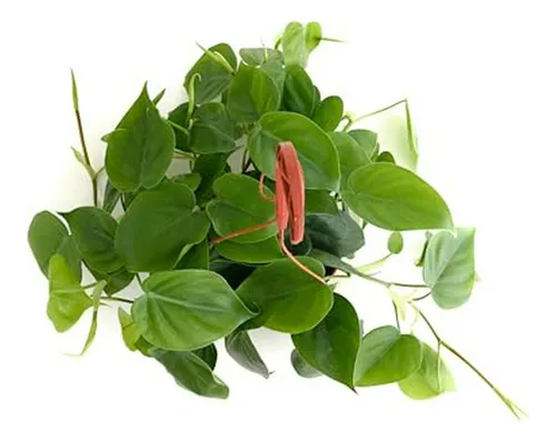 Philodendron Cordatum Planta Corazón 6 - Ideal Para Decorac