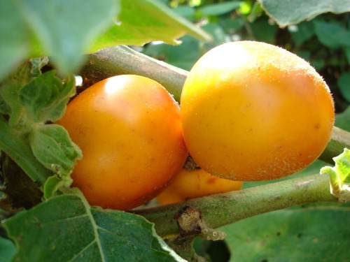 Imagem 3 de 4 de 50 Sementes De Cubiú Mana Cocona Solanum Sessiliflorun Fruta