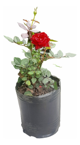 Imagen 1 de 6 de Rosa Roja Rococo Rojo Vivo Planta Con Pimpollo Moron