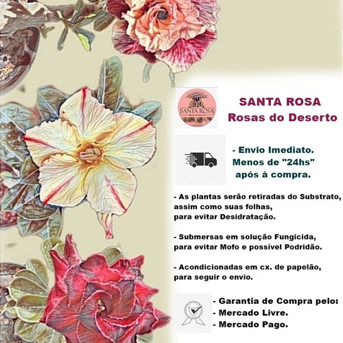 Rosa Do Deserto Kit Arco Iris 7 Cores Diferentes De Enxerto