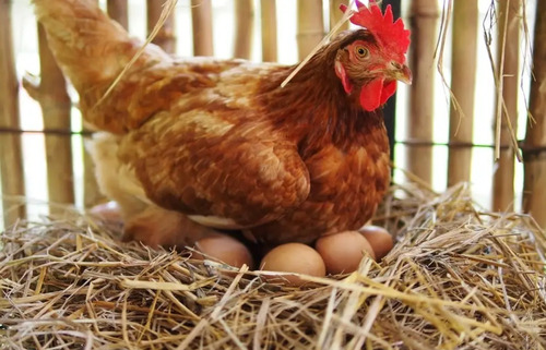 Alimento Para Gallinas Ponedoras 10 Kilos 