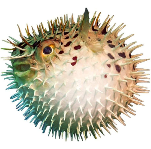 Puffer Porcupine - Figura Decorativa De Pescado Náutico Con