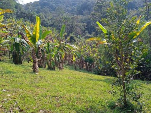 Imagem 14 de 17 de Chácara Com Riacho, Pomares De Arvores Frutíferas E Pés De Banana E Com Com 171.500 M² De Área Total, Em Miracatu Ref: 8564/ac