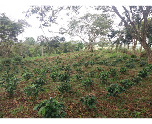Venta Finca Circasia Quindio Colombia Cod: 8437375