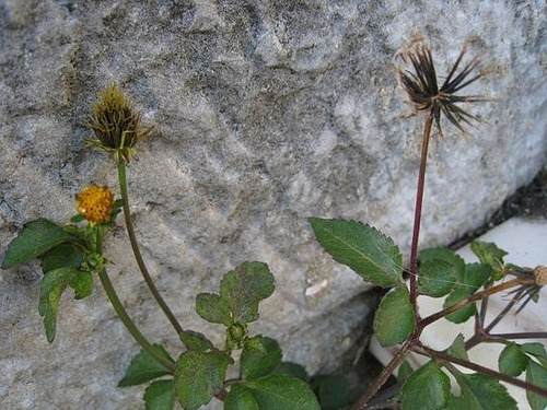 100 Sementes De Picão Preto Bidens Pilosa