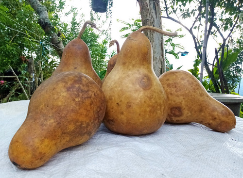 12 Semillas De Guaje Bule Peregrino