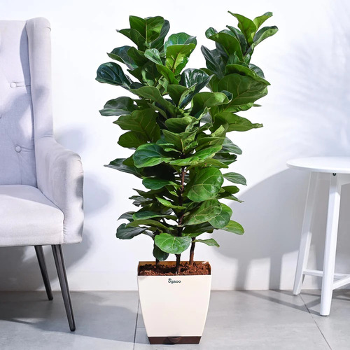 Ficus Pandurata - Lyrata - Grandes Y Ramificados