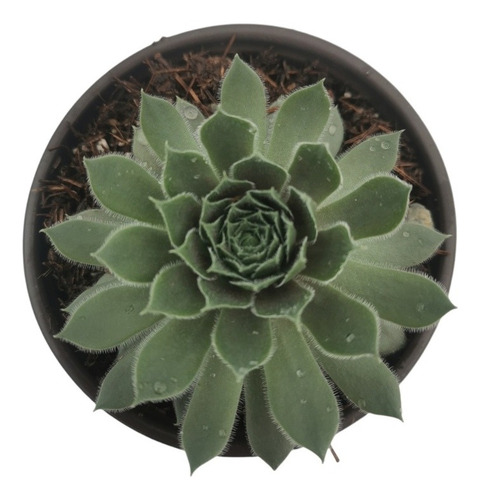 Sempervivum Kalinda Set 3 Pzas