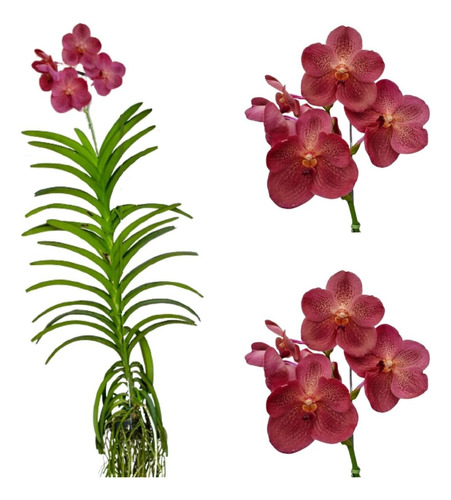 Orquídea Vanda Avermelhada Adulta Flor Rara Decoração