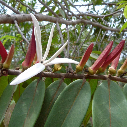 Chá De Pimenta De Macaco - Xylopia Aromatica - 100g