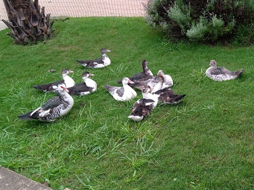 Patos 