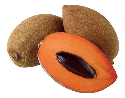 Mamey Alta Producción  ( Injerto )