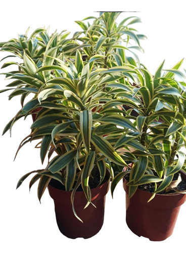 Planta Dracena Reflexa Envío Gratis 