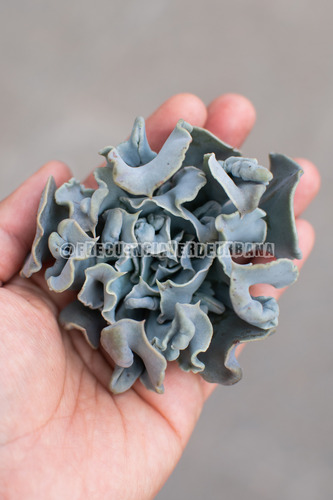 Echeveria Nichi Suculenta Colección Con Carúnculas N° 8